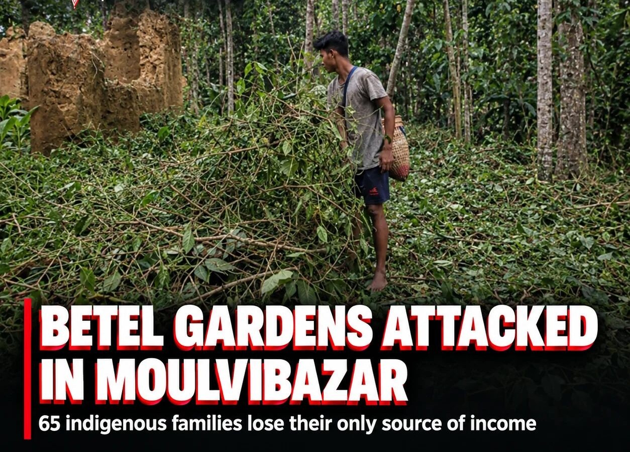 Overnight attack on betel gardens leaves 65 indigenous families in Moulvibazar worried about their future