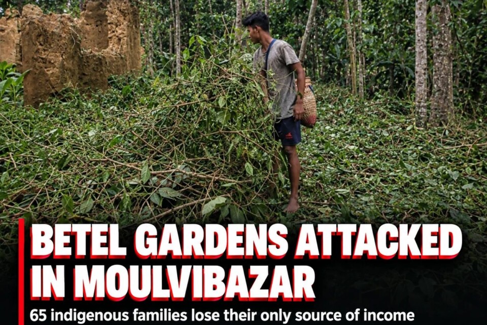 Overnight attack on betel gardens leaves 65 indigenous families in Moulvibazar worried about their future